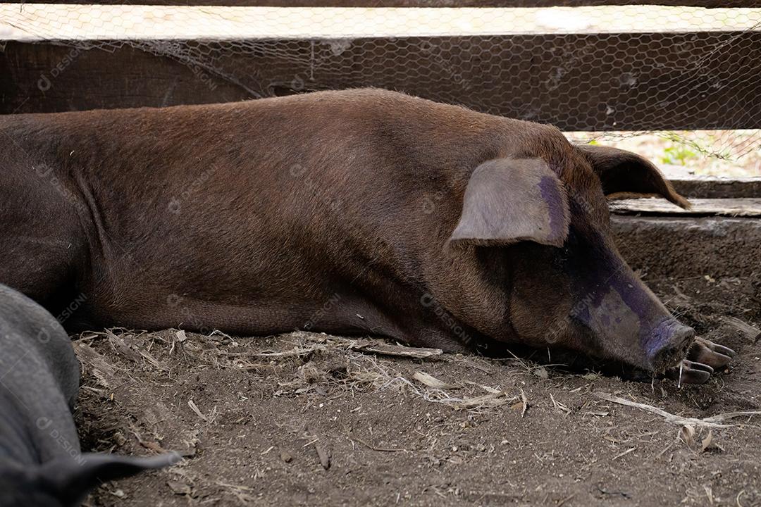 Porco preto criado em chiqueiro fazenda terrero