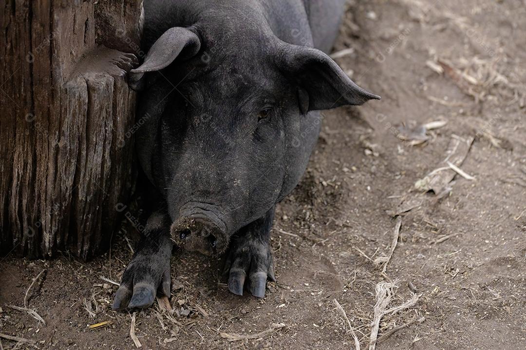 Porco preto criado em chiqueiro fazenda terrero