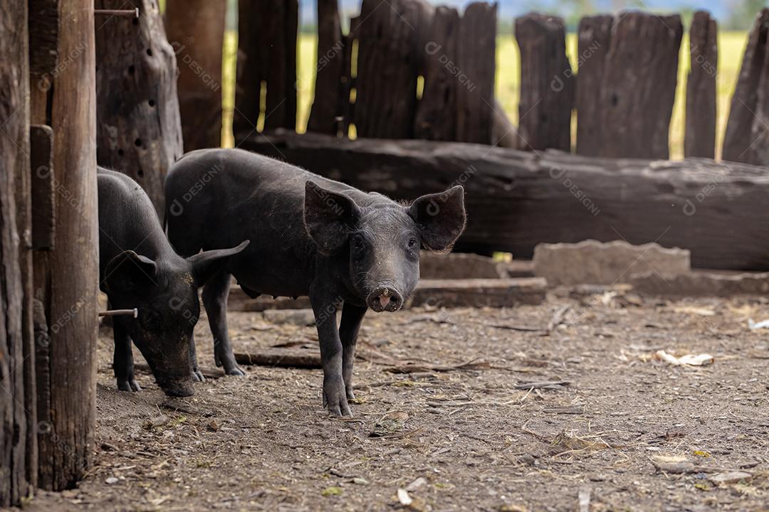 Porco preto criado em chiqueiro fazenda terrero