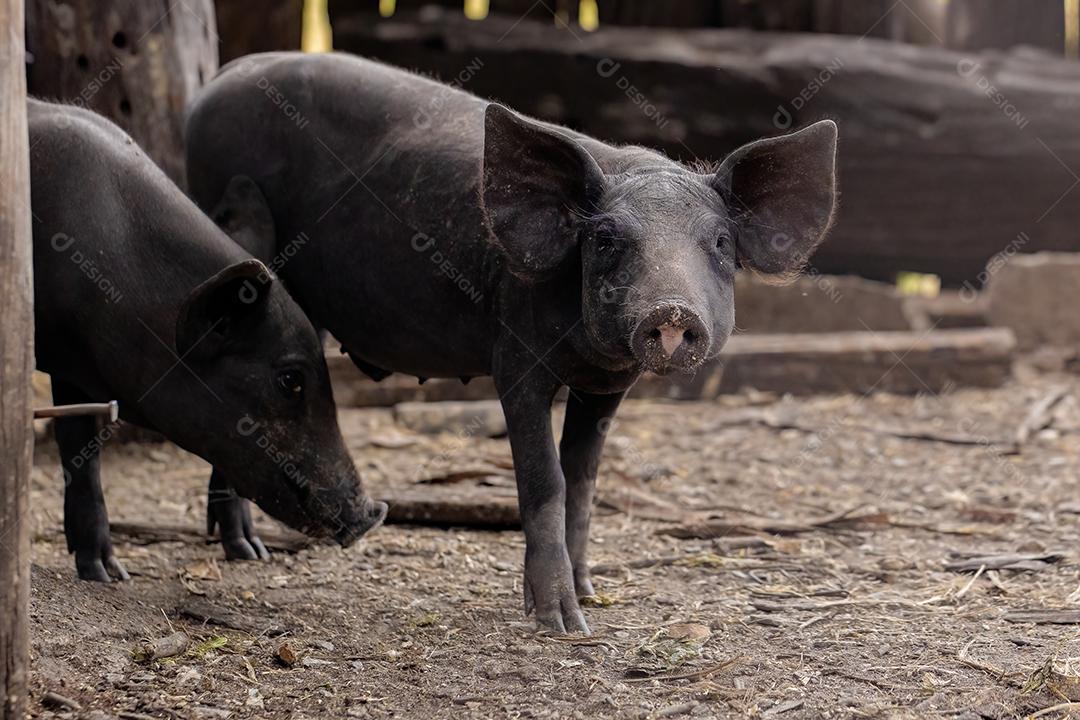 Porco preto criado em chiqueiro fazenda terrero