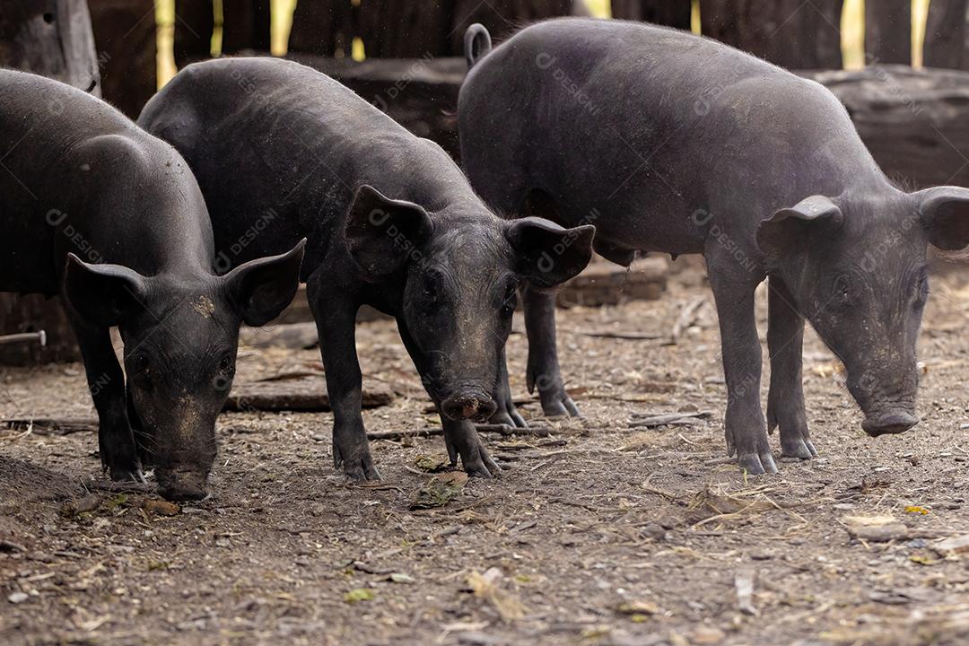 Porco preto criado em chiqueiro fazenda terrero