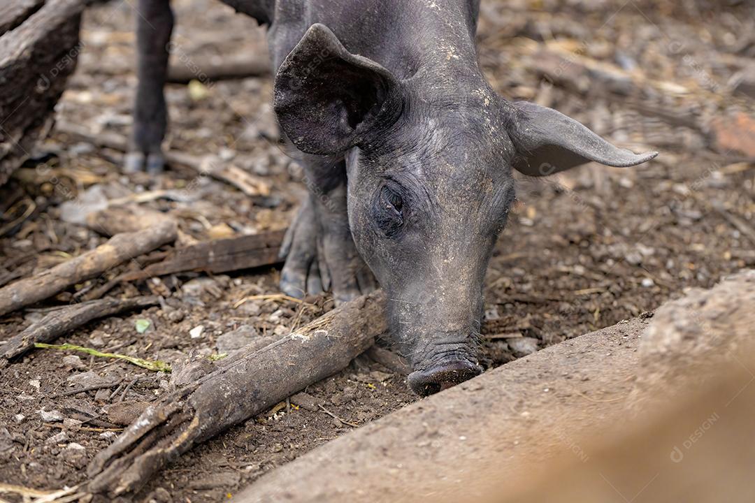 Porco preto criado em chiqueiro fazenda terrero