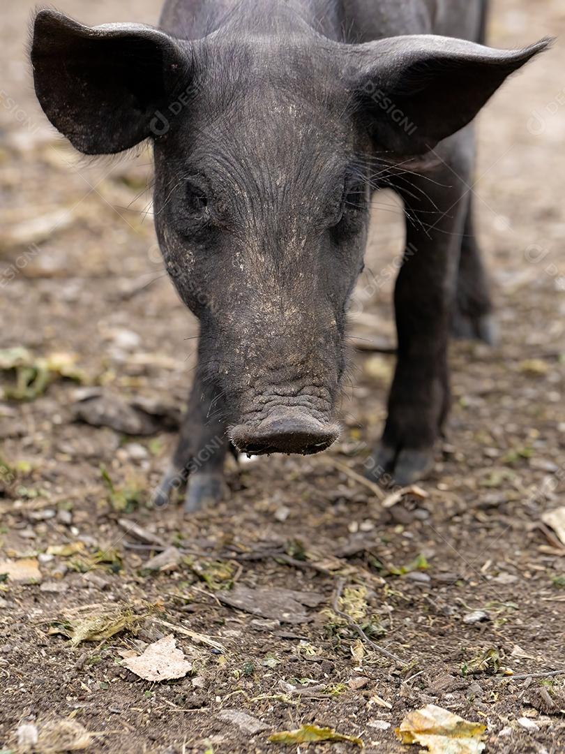 Porco preto criado em chiqueiro fazenda terrero