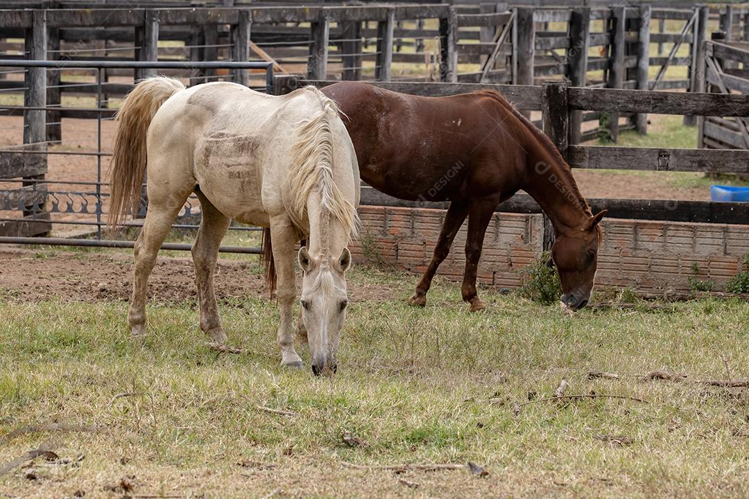 Cavalo descansando em uma área de pastagem de uma fazenda brasileira