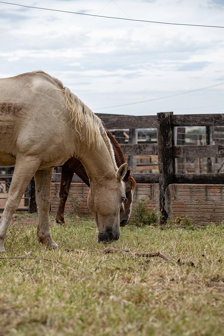 Cavalo descansando em uma área de pastagem de uma fazenda brasileira