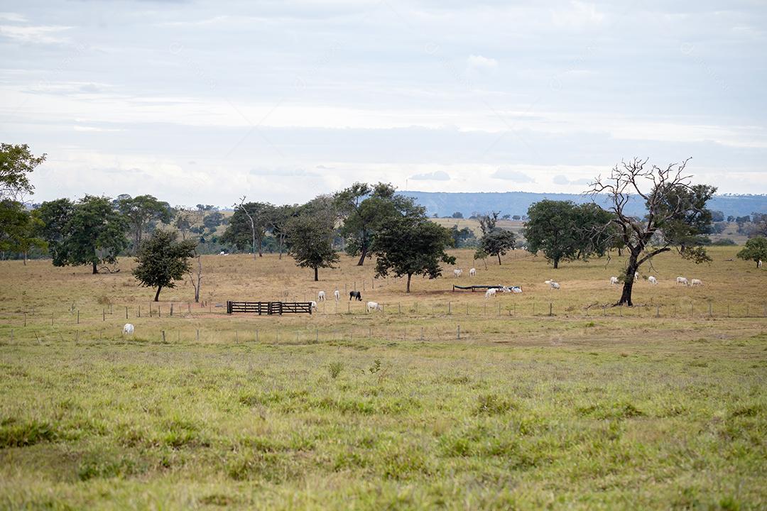 Campos de pastagem típicos da pecuária brasileira