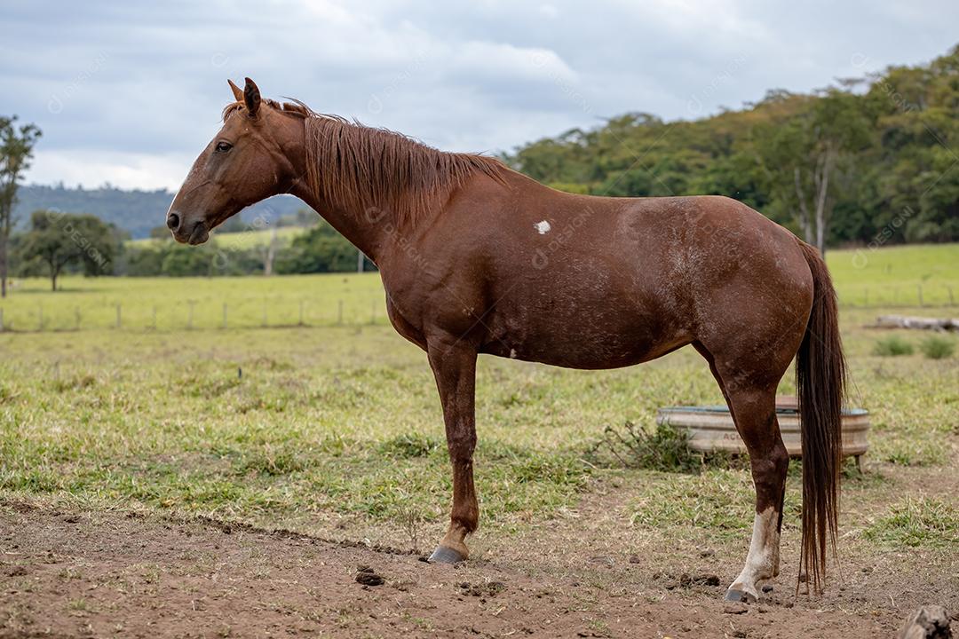 Cavalo descansando em uma área de pastagem de uma fazenda brasileira