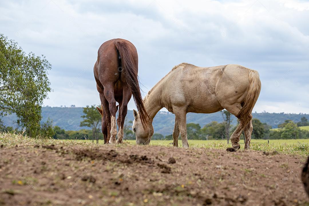 Cavalo descansando em uma área de pastagem de uma fazenda brasileira