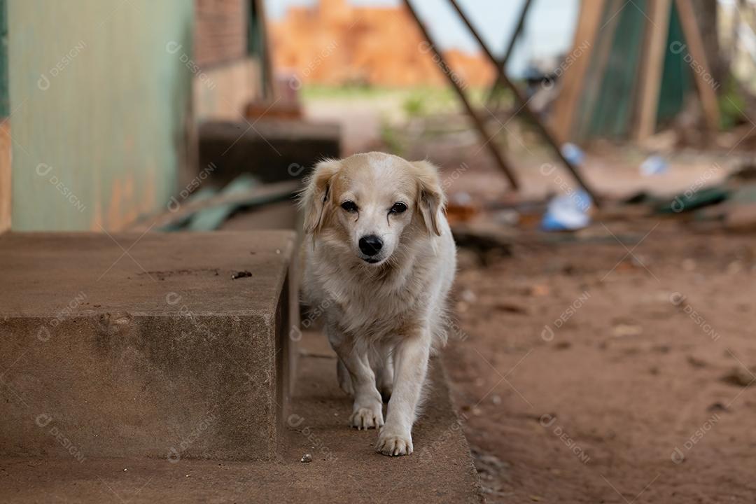 Cão animal doméstico em uma fazenda
