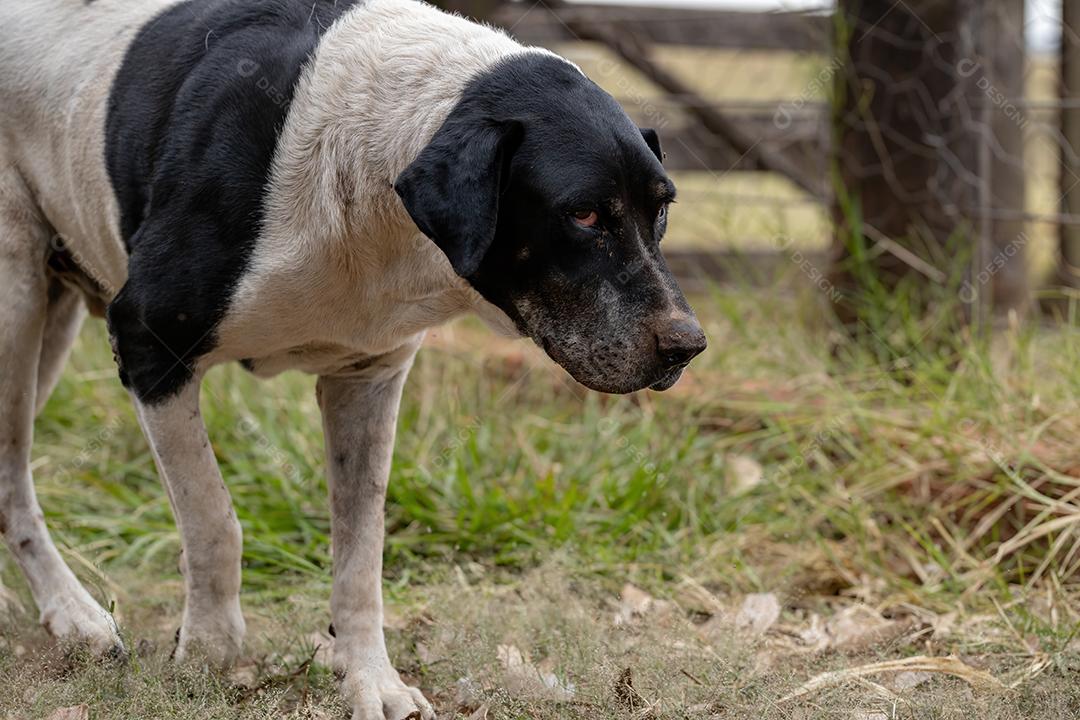 Cão animal doméstico em uma fazenda