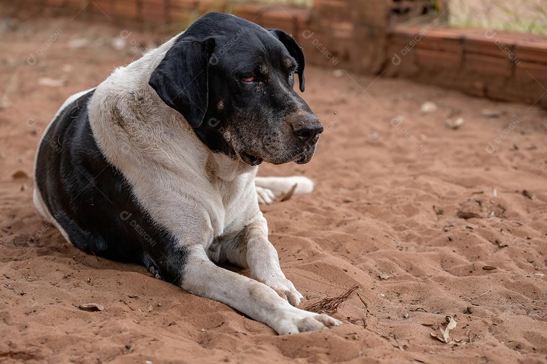 Cão animal doméstico em uma fazenda