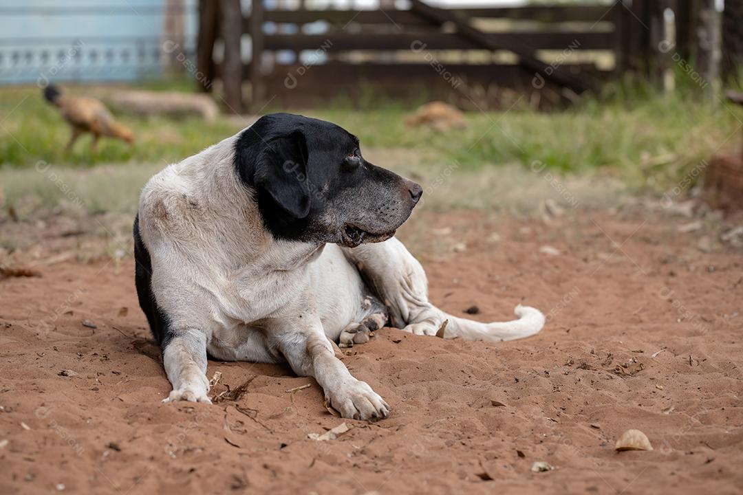 Cão animal doméstico em uma fazenda