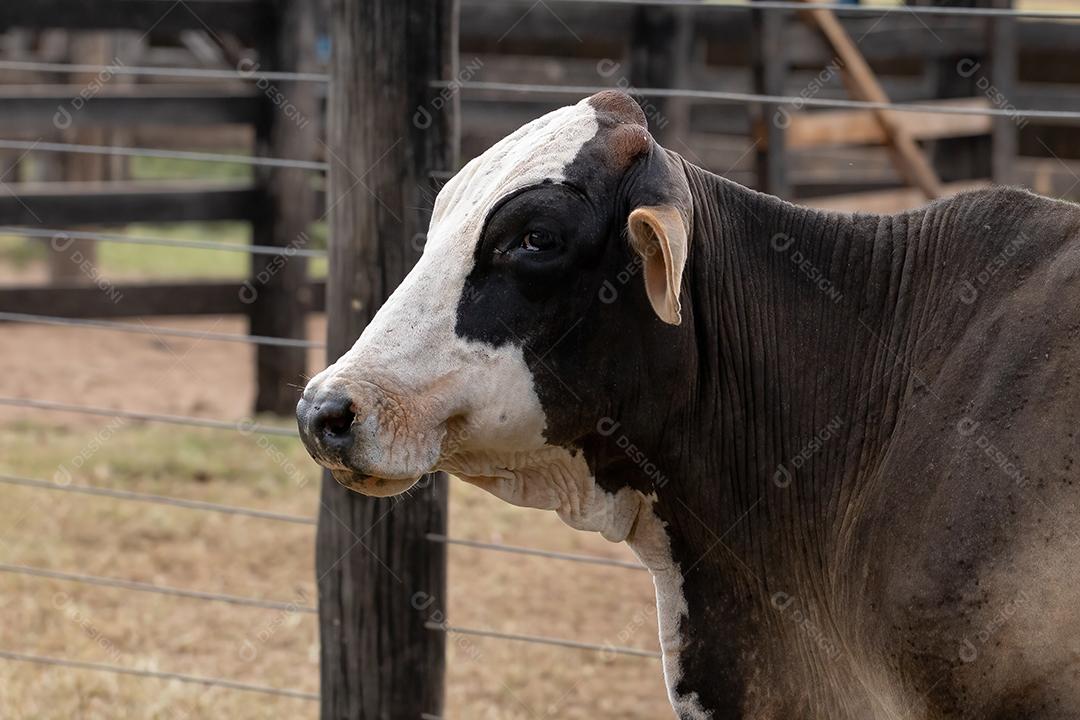 Vaca adulta em um curral de fazenda brasileira