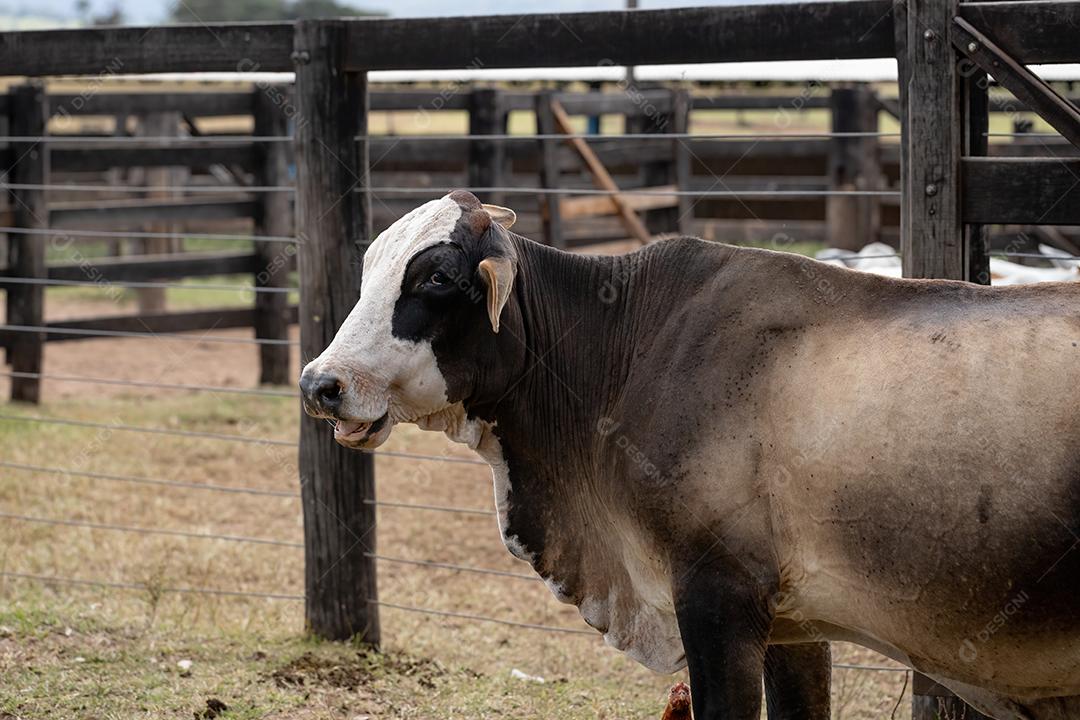 Vaca adulta em um curral de fazenda brasileira