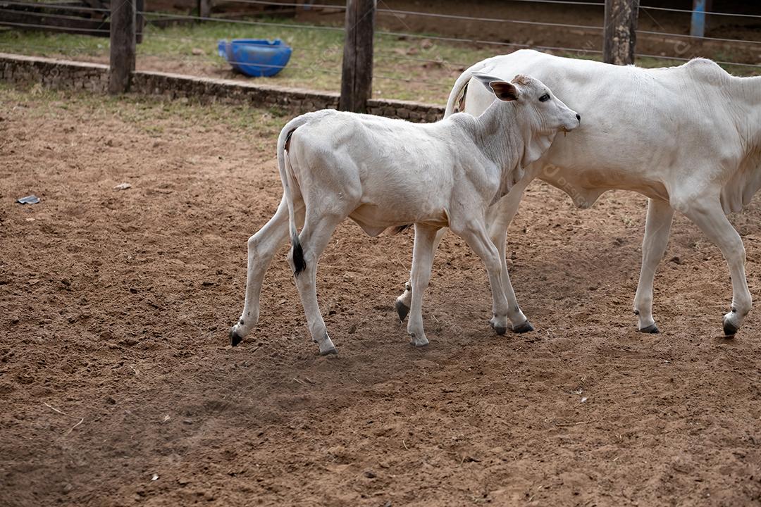 Vaca branca juvenil no curral da fazenda brasileira