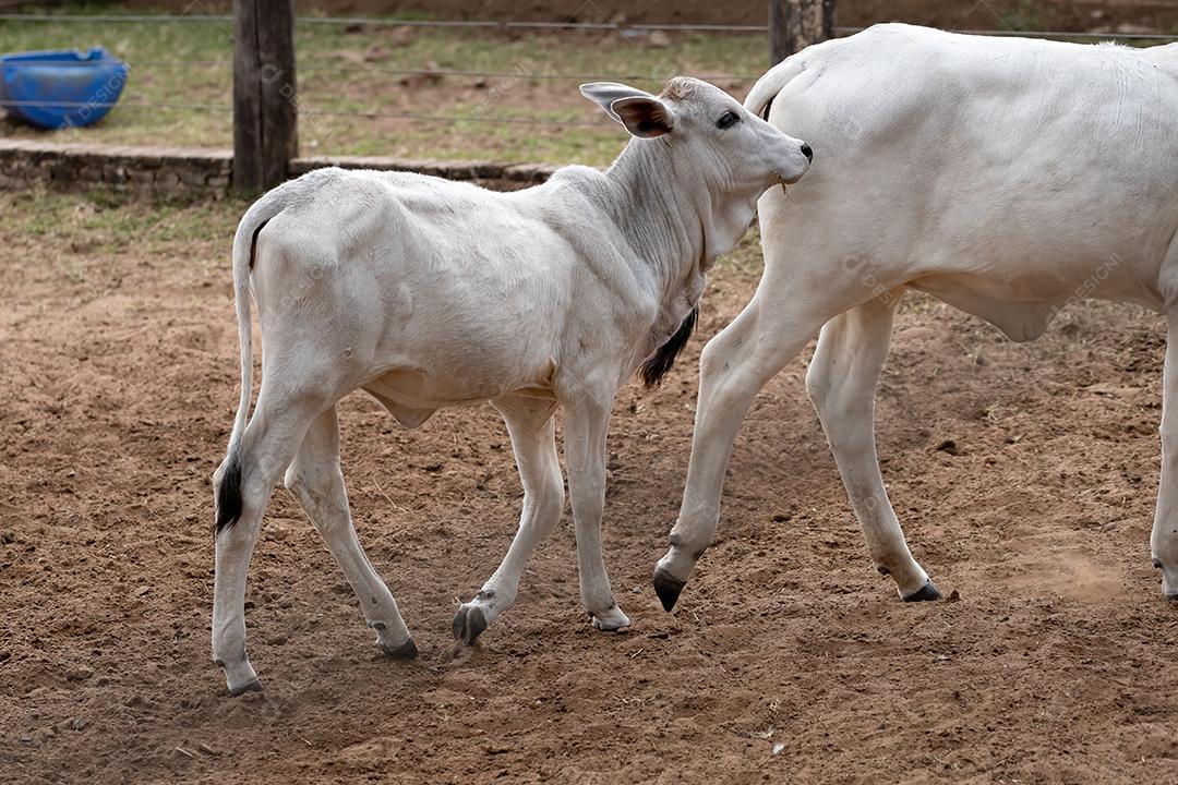 Vaca branca juvenil no curral da fazenda brasileira