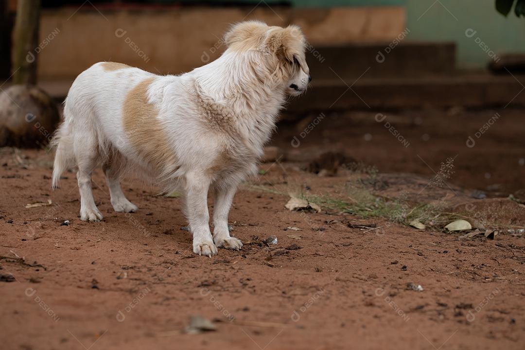 Cão animal doméstico em uma fazenda
