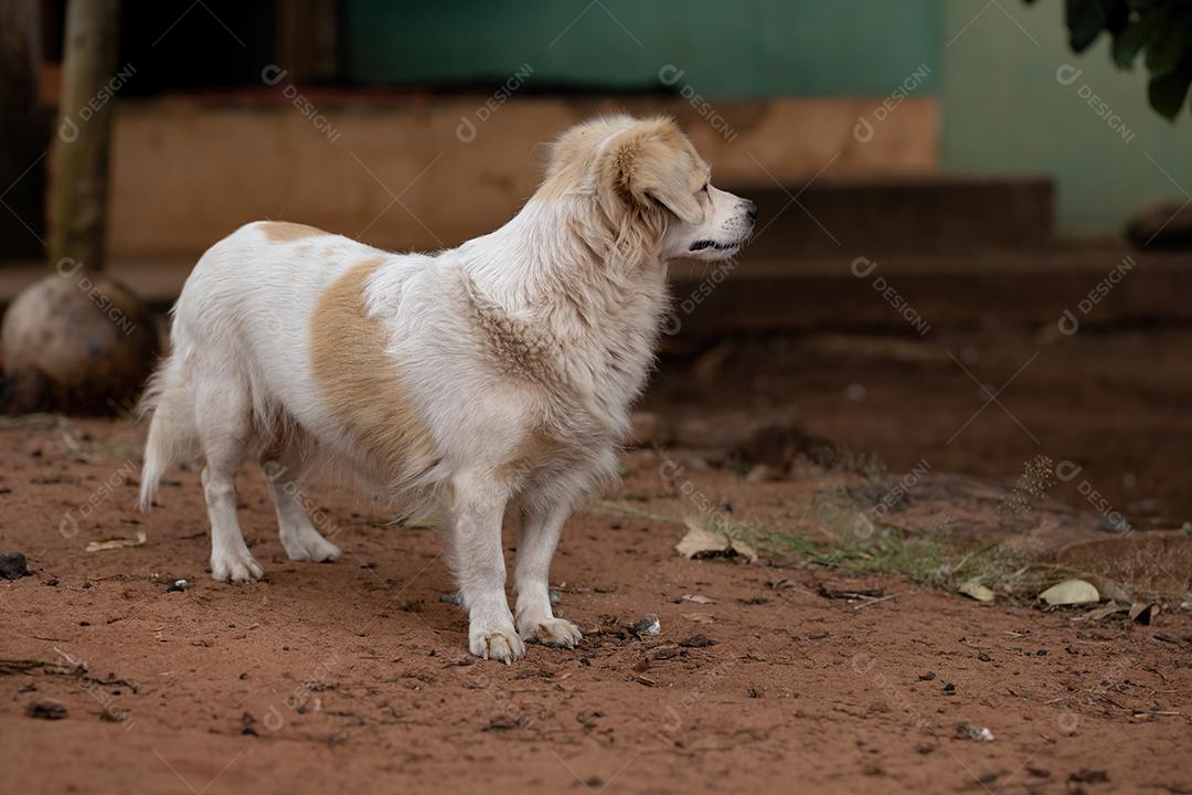 Cão animal doméstico em uma fazenda