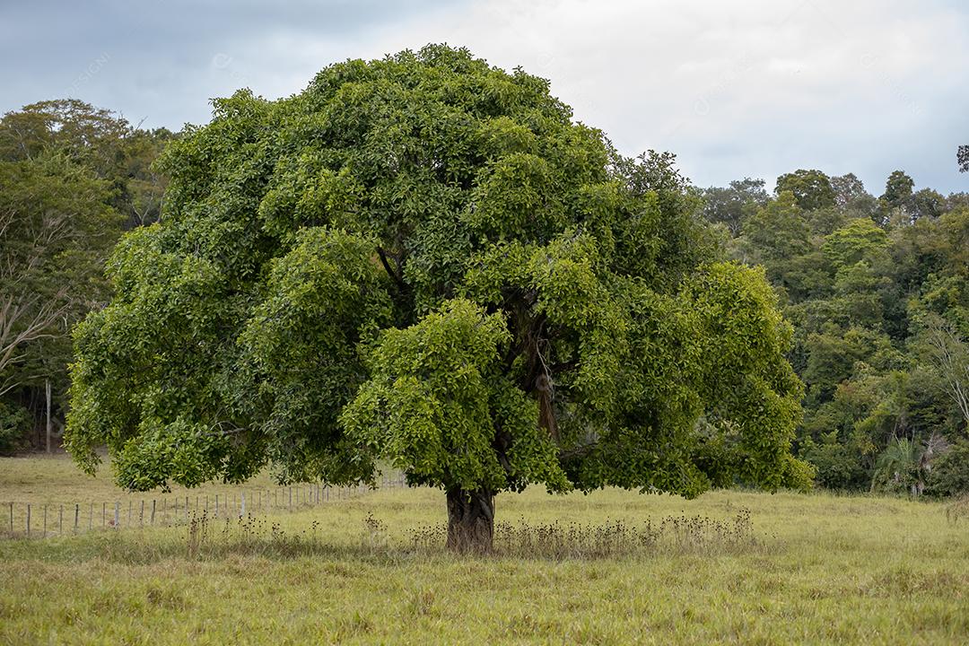 Grande árvore de angiospermas em uma área de pastagem de uma fazenda
