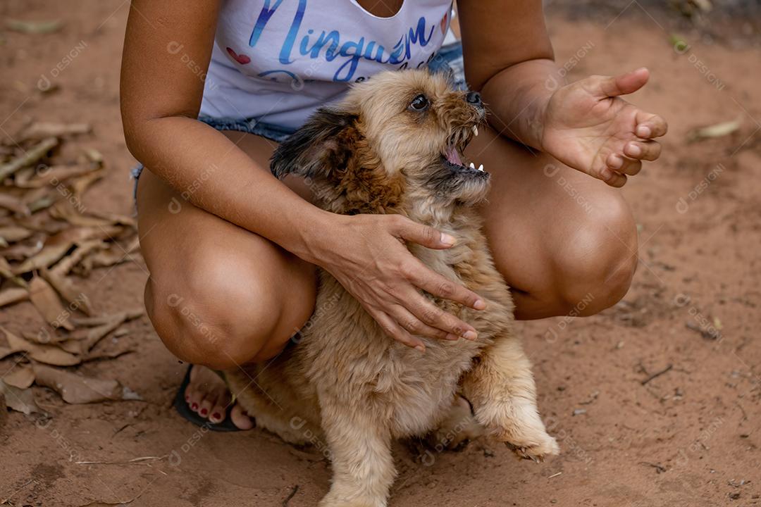 Cão animal doméstico em uma fazenda