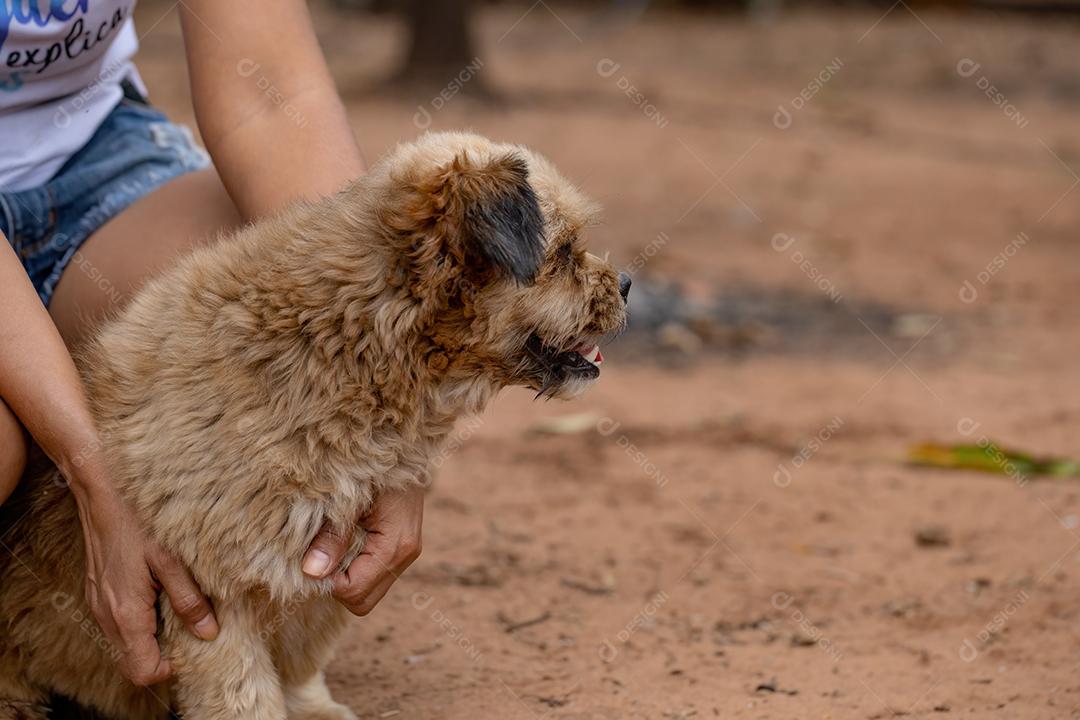 Cão animal doméstico em uma fazenda