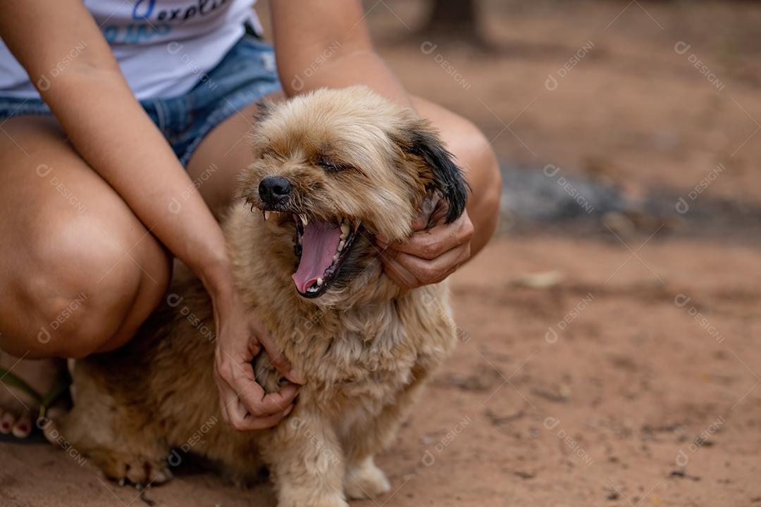 Cão animal doméstico em uma fazenda