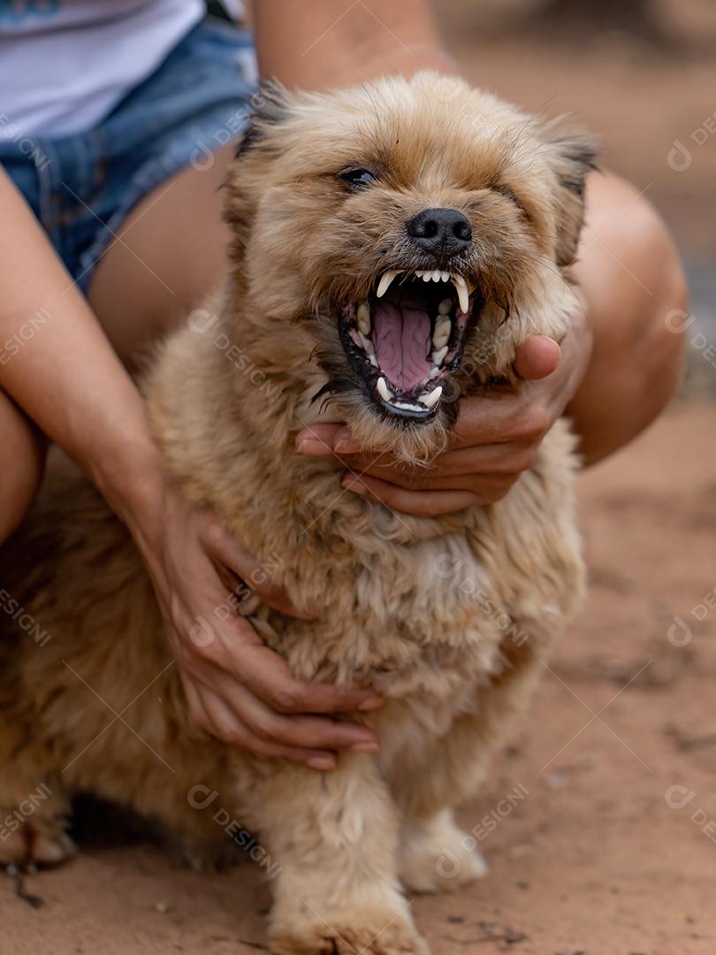 Cão animal doméstico em uma fazenda