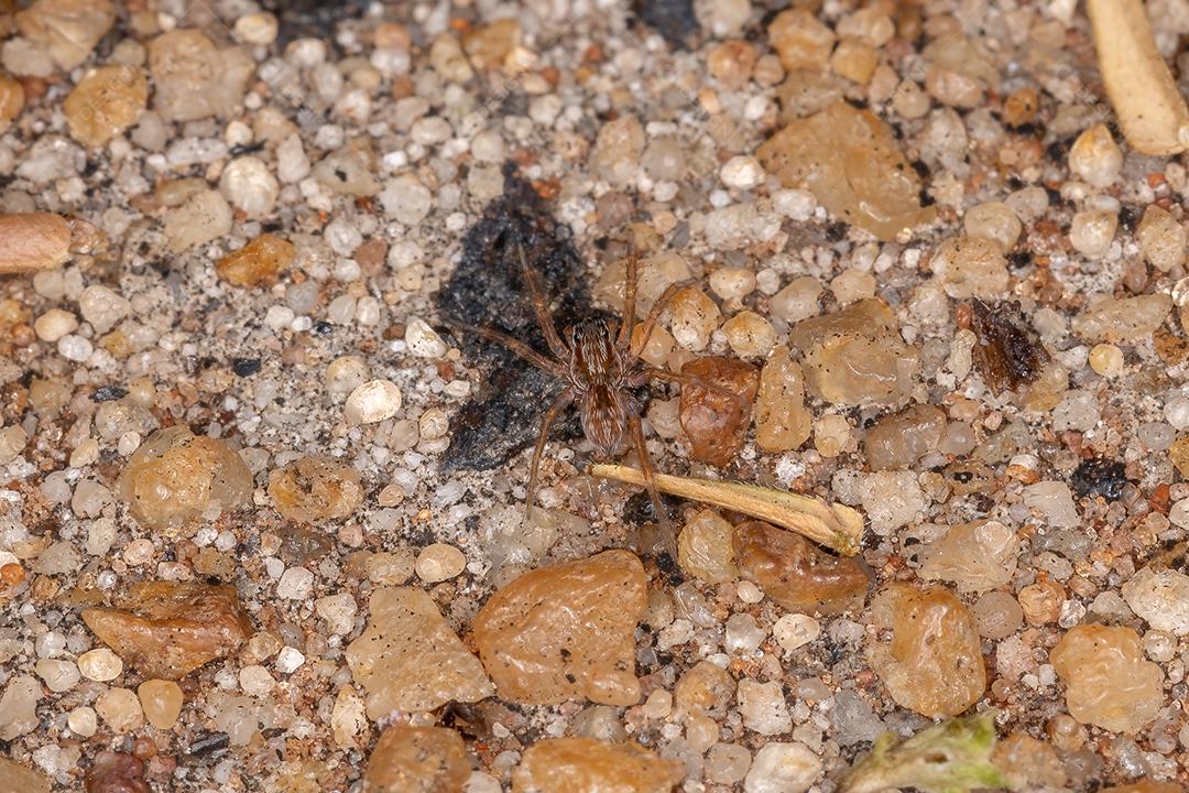 Pequena aranha-lobo da família Lycosidae