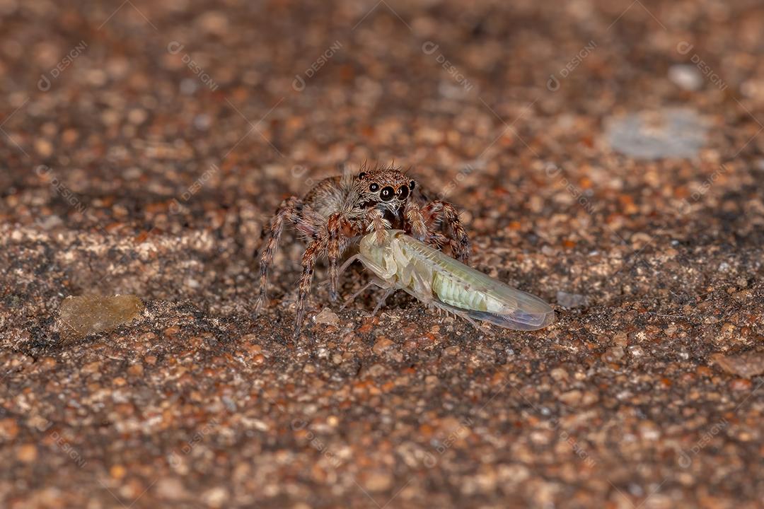 Pequena aranha saltadora da espécie Marma nigritarsis predando uma Cigarrinha Típica