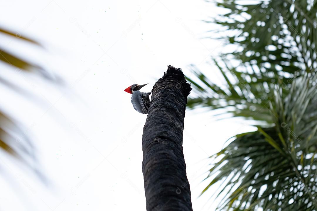 Pica-pau Lineado Adulto da espécie Dryocopus lineatus