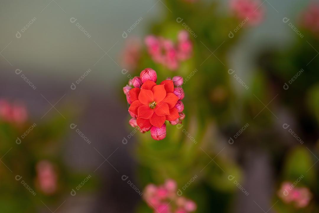 Flaming Katy Red Flower da espécie Kalanchoe blossfeldiana