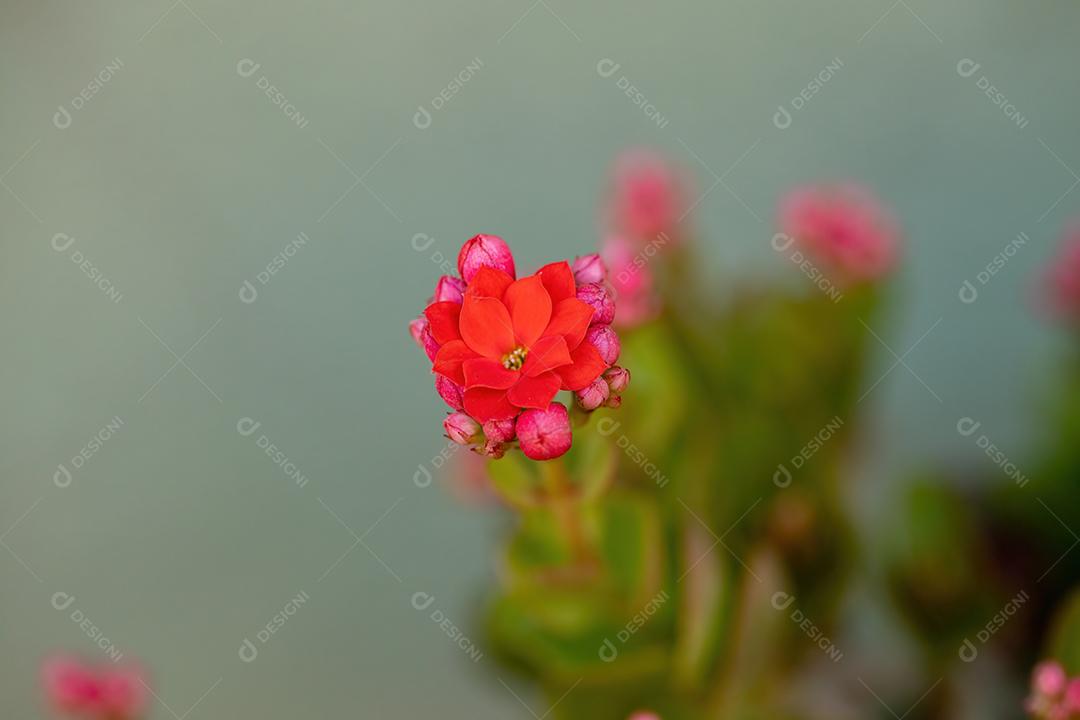 Flaming Katy Red Flower da espécie Kalanchoe blossfeldiana