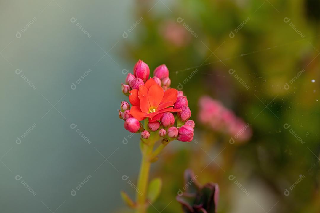 Flaming Katy Red Flower da espécie Kalanchoe blossfeldiana