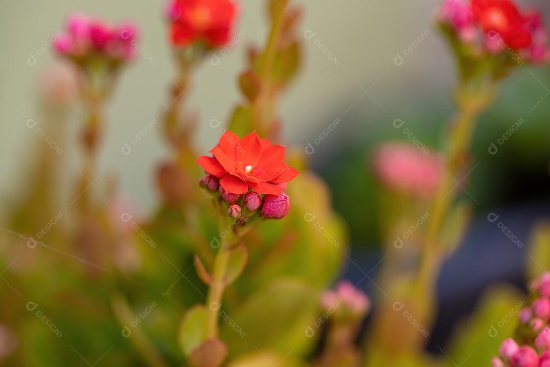Flaming Katy Red Flower da espécie Kalanchoe blossfeldiana
