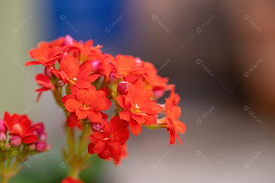 Flaming Katy Red Flower da espécie Kalanchoe blossfeldiana