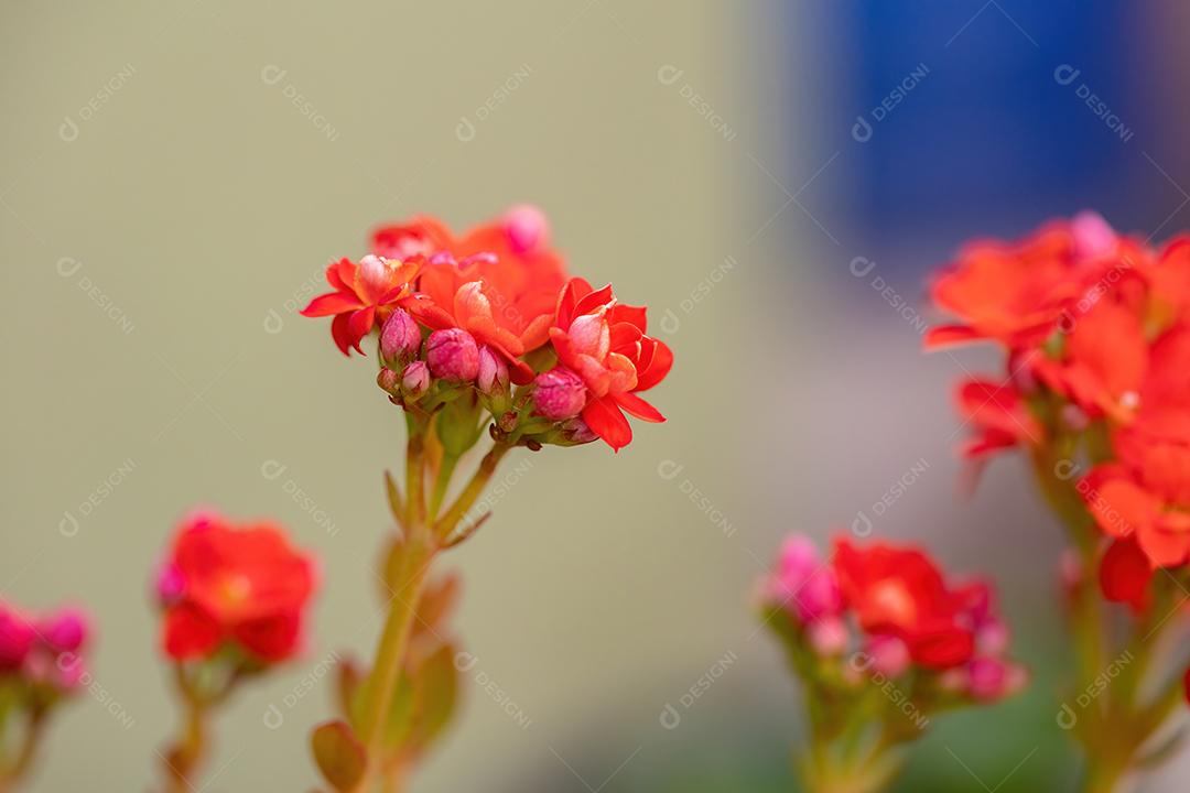 Flaming Katy Red Flower da espécie Kalanchoe blossfeldiana