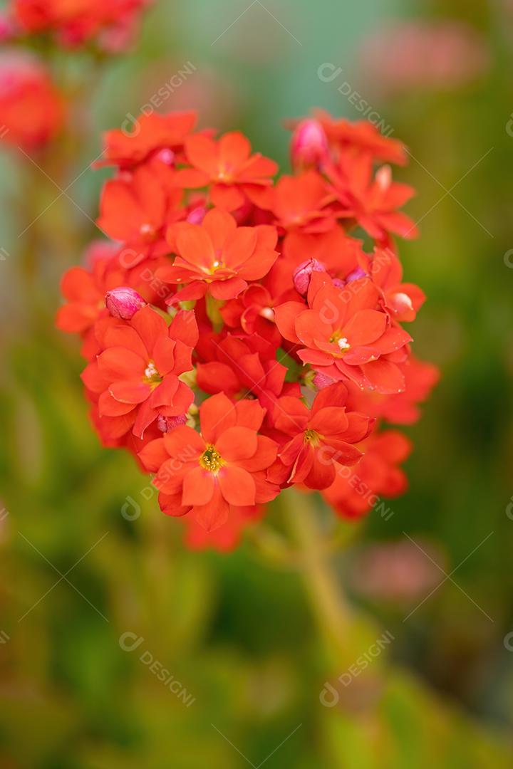 Flaming Katy Red Flower da espécie Kalanchoe blossfeldiana