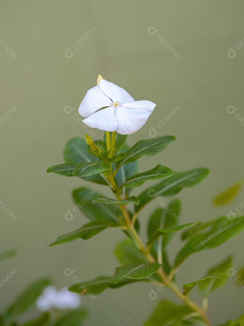 Madagascar Pervinca Planta da espécie Catharanthus roseus