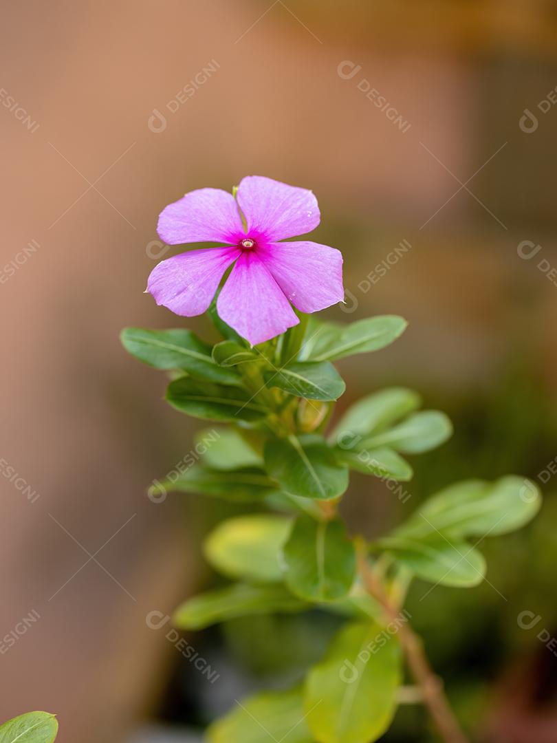 Madagascar Pervinca Planta da espécie Catharanthus roseus