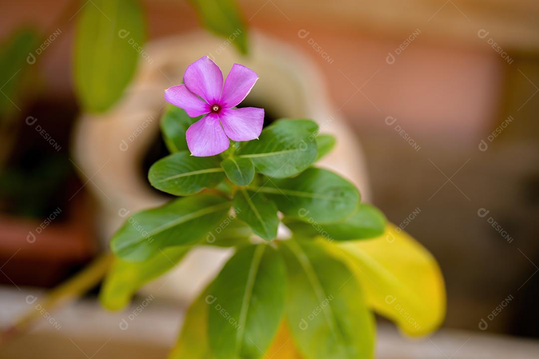 Madagascar Pervinca Planta da espécie Catharanthus roseus