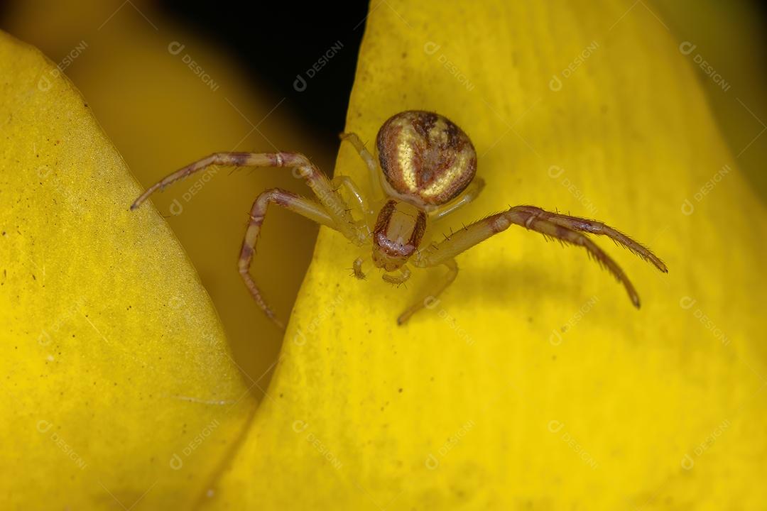 Aranha pequena do caranguejo da família Thomisidae