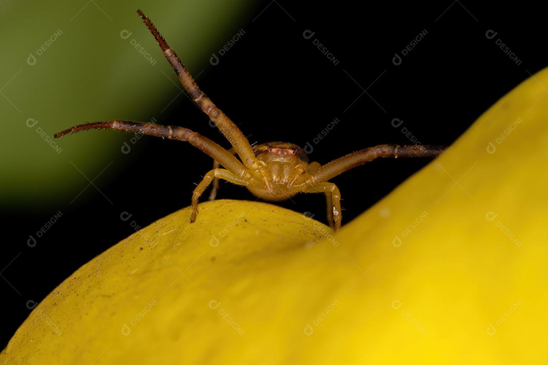 Aranha pequena do caranguejo da família Thomisidae