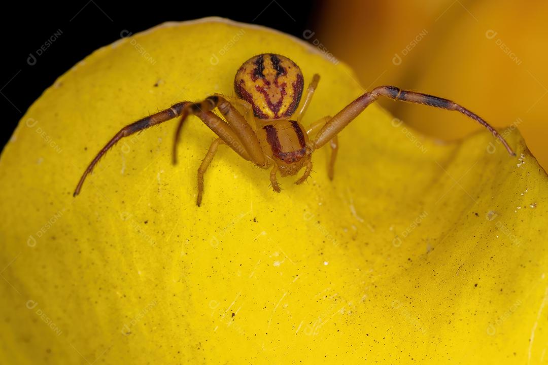 Aranha pequena do caranguejo da família Thomisidae