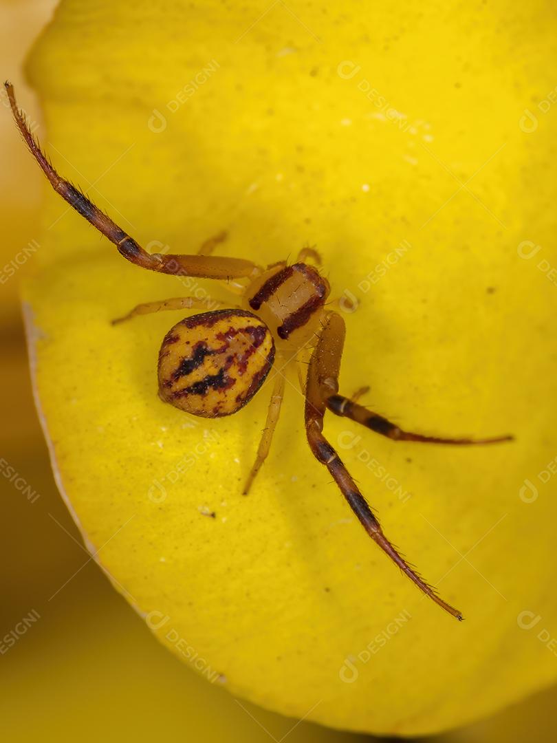Aranha pequena do caranguejo da família Thomisidae