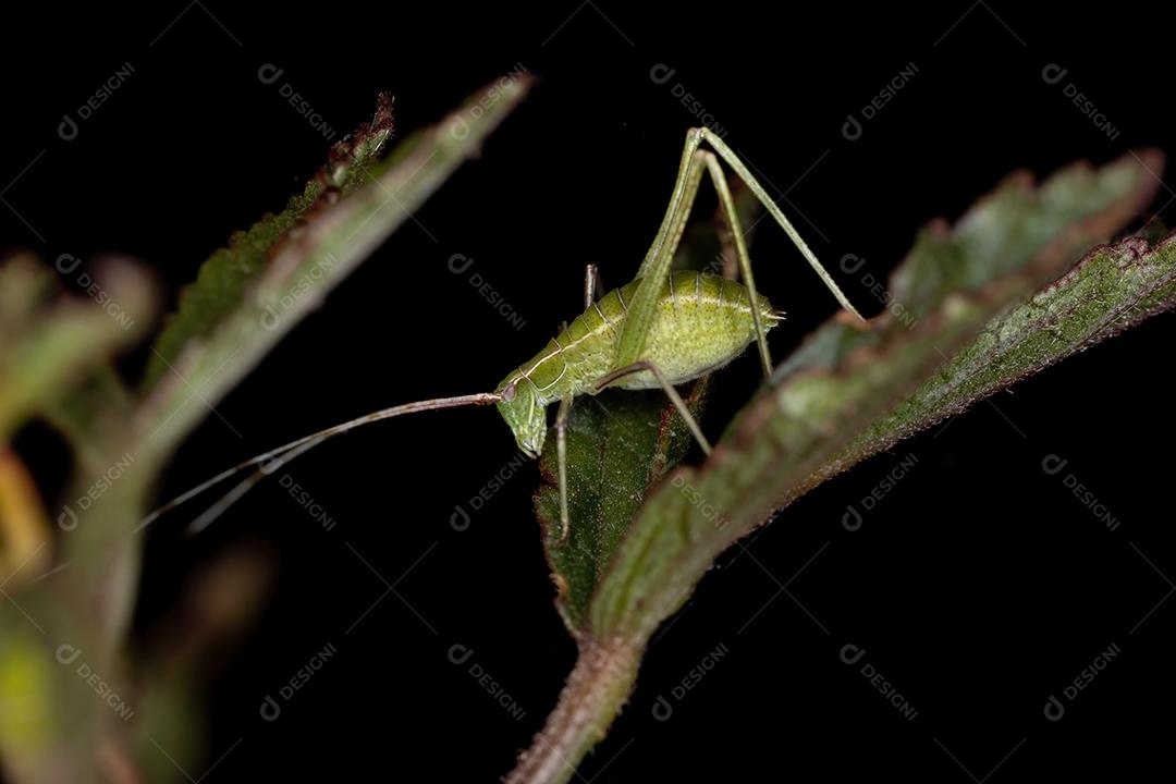 Folha Katydid Ninfa da Subfamília Phaneropterinae