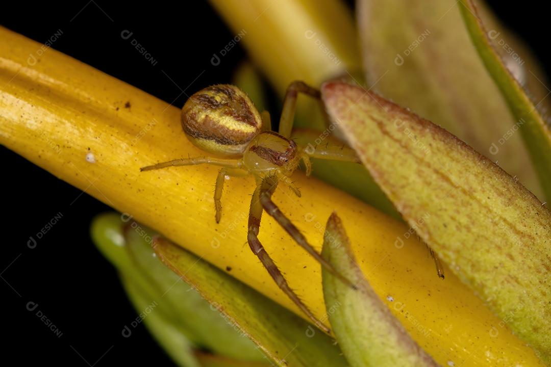 Aranha pequena do caranguejo da família Thomisidae