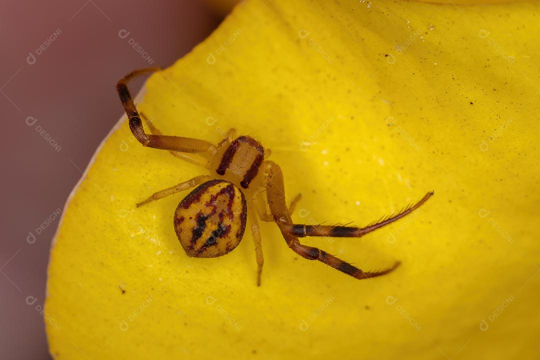 Aranha pequena do caranguejo da família Thomisidae