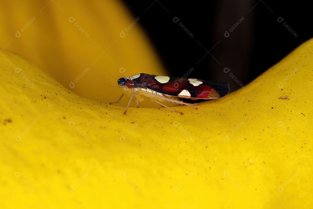 Pequena cigarrinha típica da espécie Erythrogonia dubia-light
