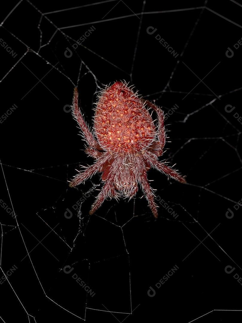 Pequeno orbweaver vermelho típico da espécie Eriophora edax