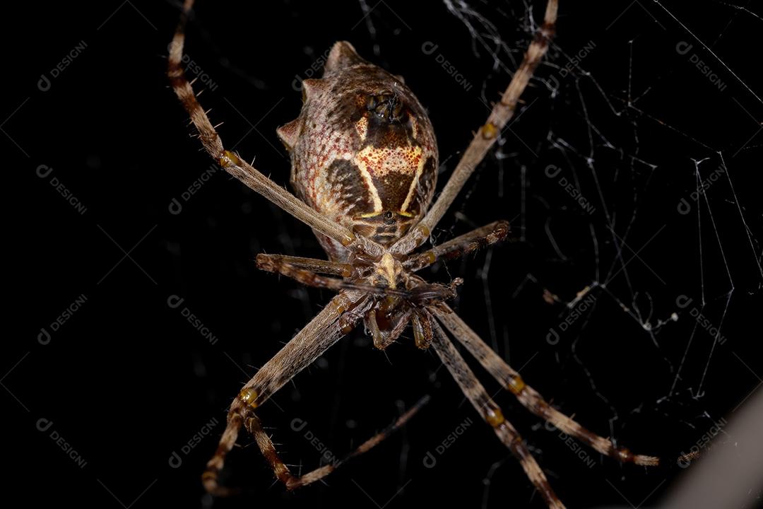 Fêmea adulta Orbweaver de jardim da espécie Argiope argentata
